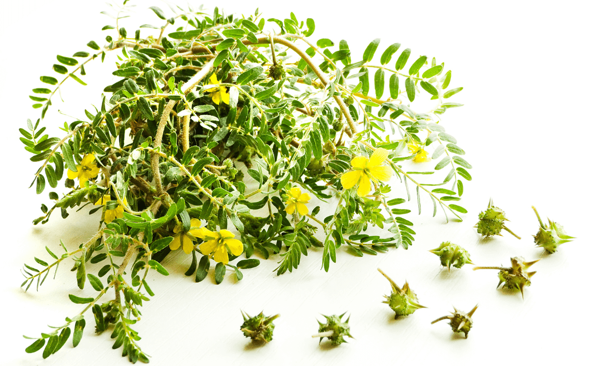 Tribulus terrestris, une plante adaptogène aux propriétés tonifiantes et antioxydantes