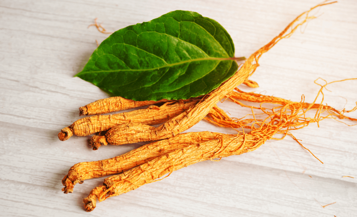 Racine de ginseng, plante médicinale utilisée pour booster l'énergie et améliorer la musculation