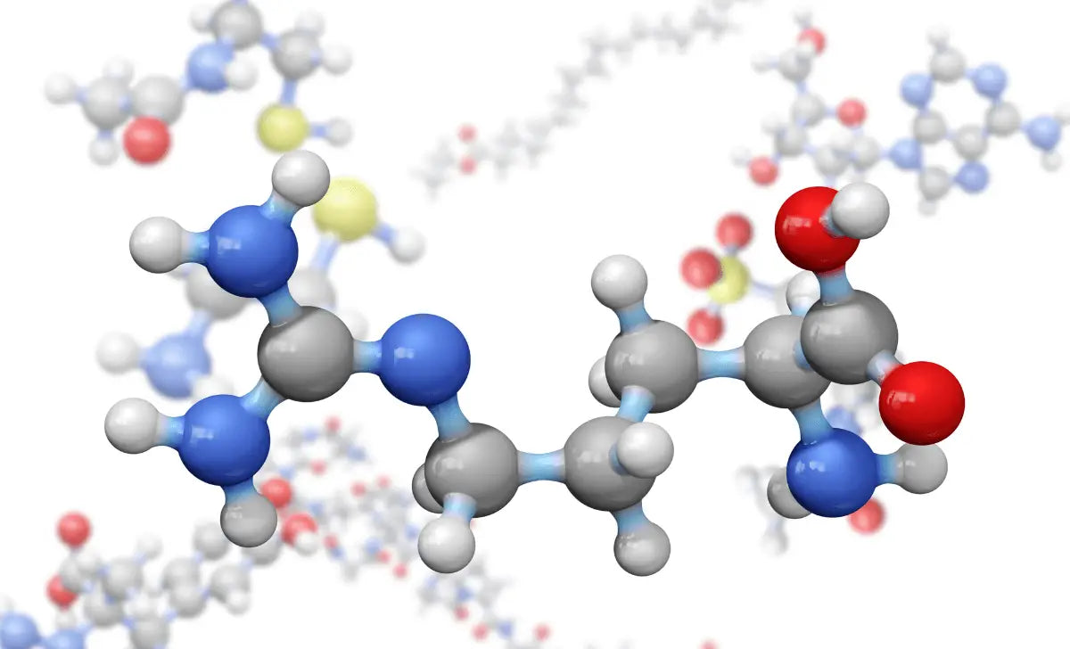 L'Arginine: Boostez Votre Croissance Musculaire