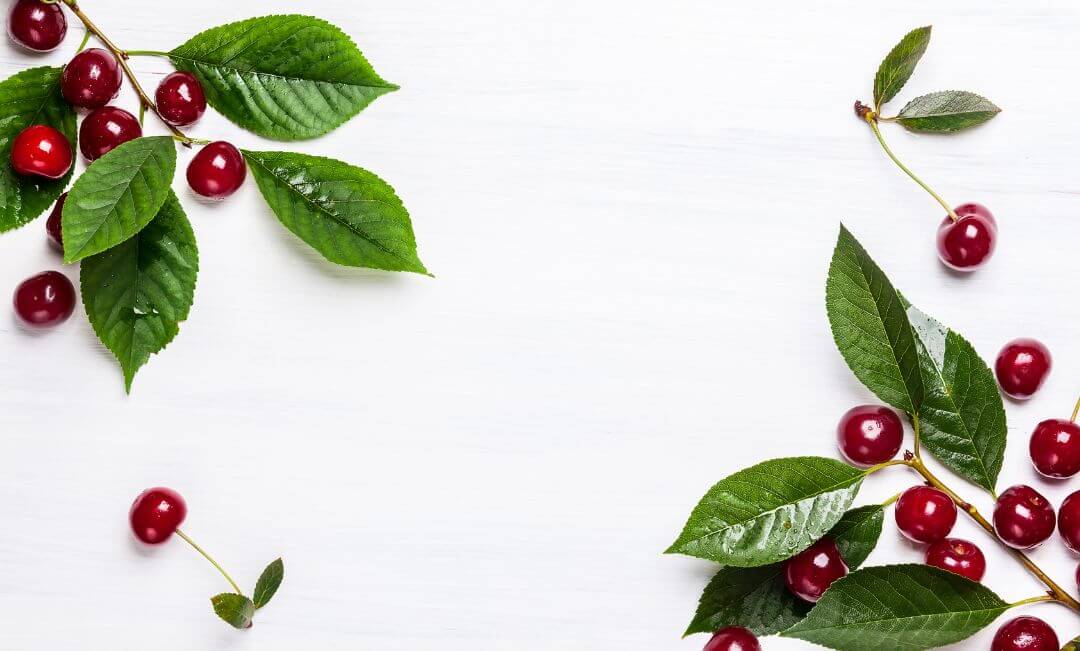Cerises mûres et juteuses sur un fond blanc